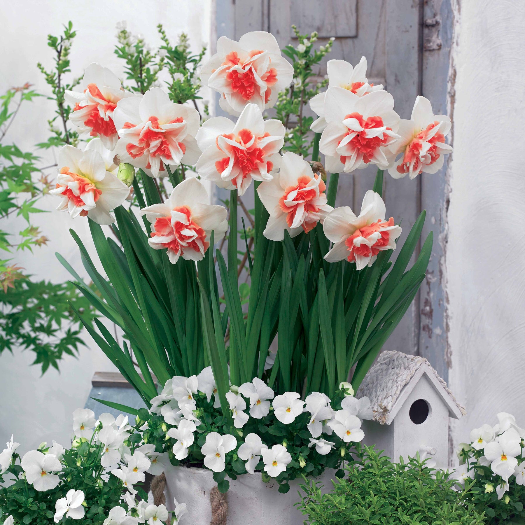 Dubbele Narcissen 'Delnashaugh' (x10) - Willemse