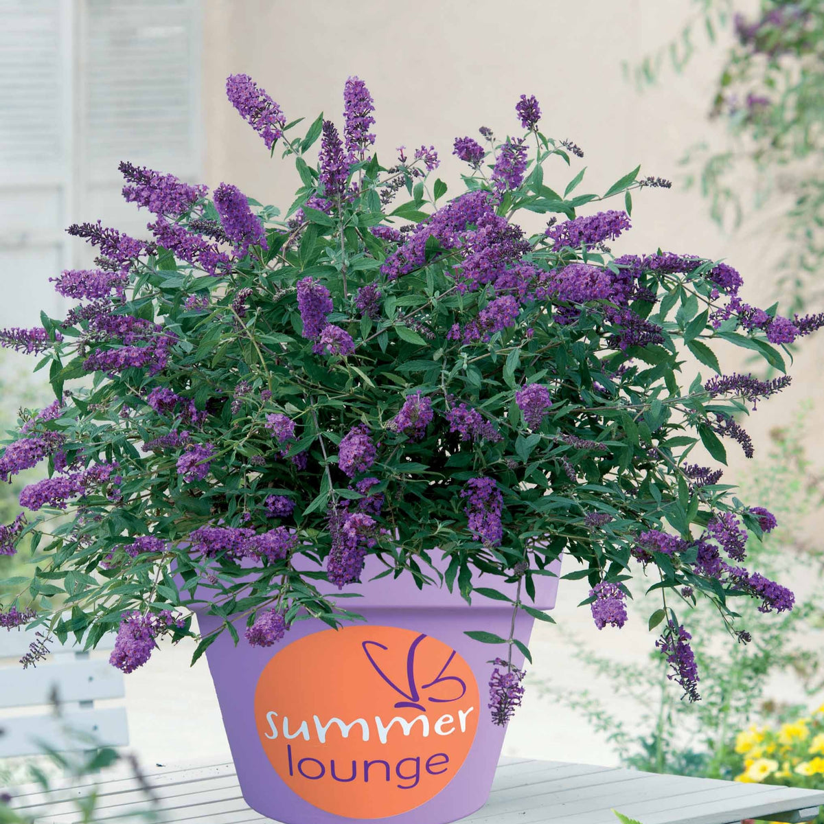 Vlinderstruik 'Summer Lounge' - Buddleja Summer Lounge - Willemse