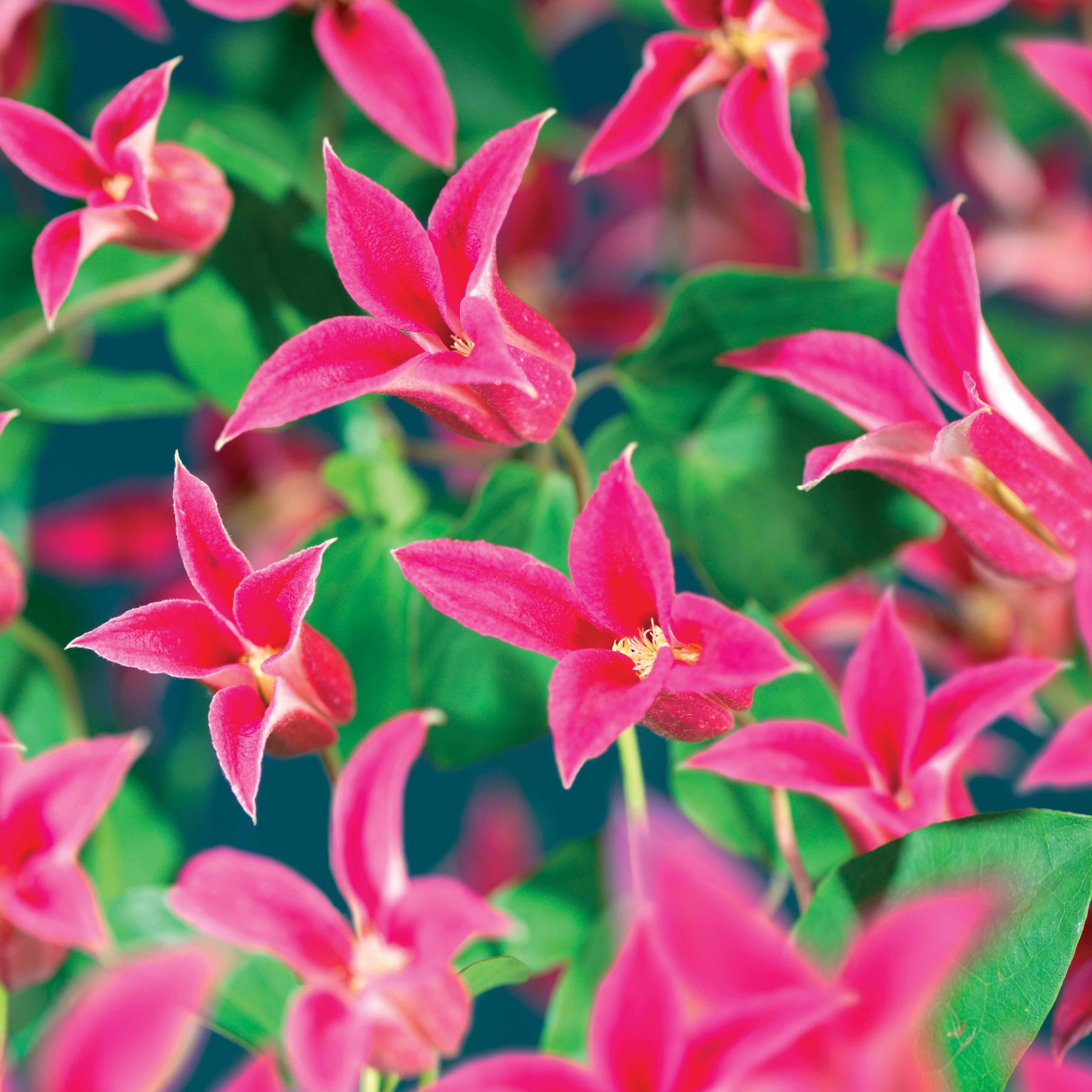 Verkoop Bosrank 'Lady Diana'® - Clematis texensis Princess Diana ®
