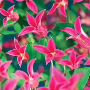 Verkoop Bosrank 'Lady Diana'® - Clematis texensis Princess Diana ®