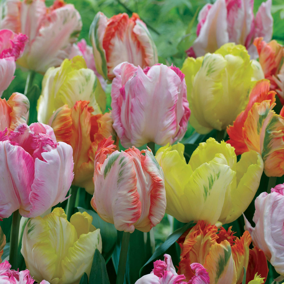 Parkiet Tulpen pastel gemengd (x18) - Willemse