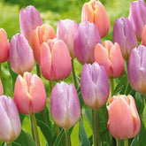 Pastel Tulpen (x20) - Willemse