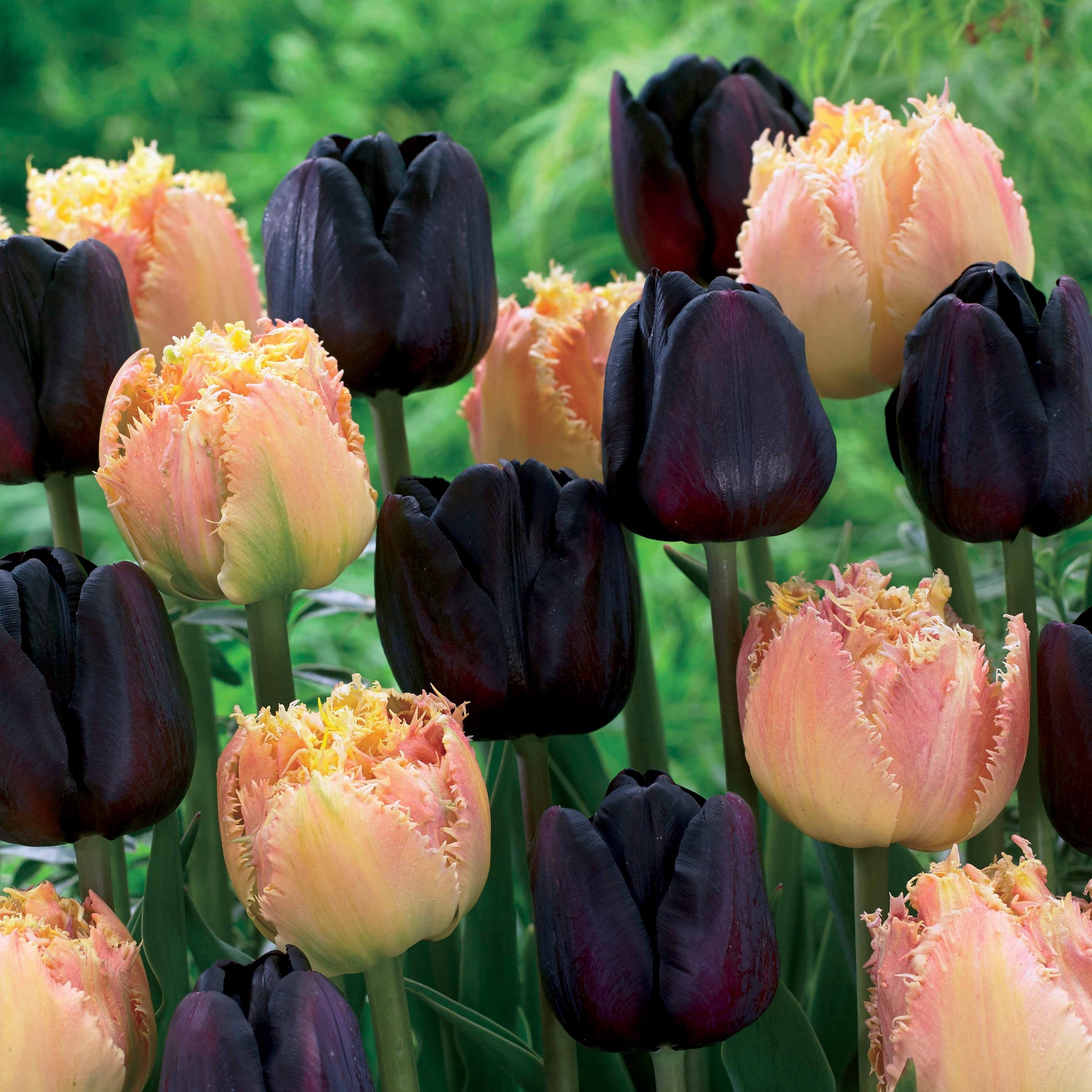 Tulpen Zwart & Abrikoos kleurig (x10) - Willemse