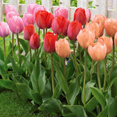 Tulpen 'Van Eijk' soorten gemengd (x25) - Willemse