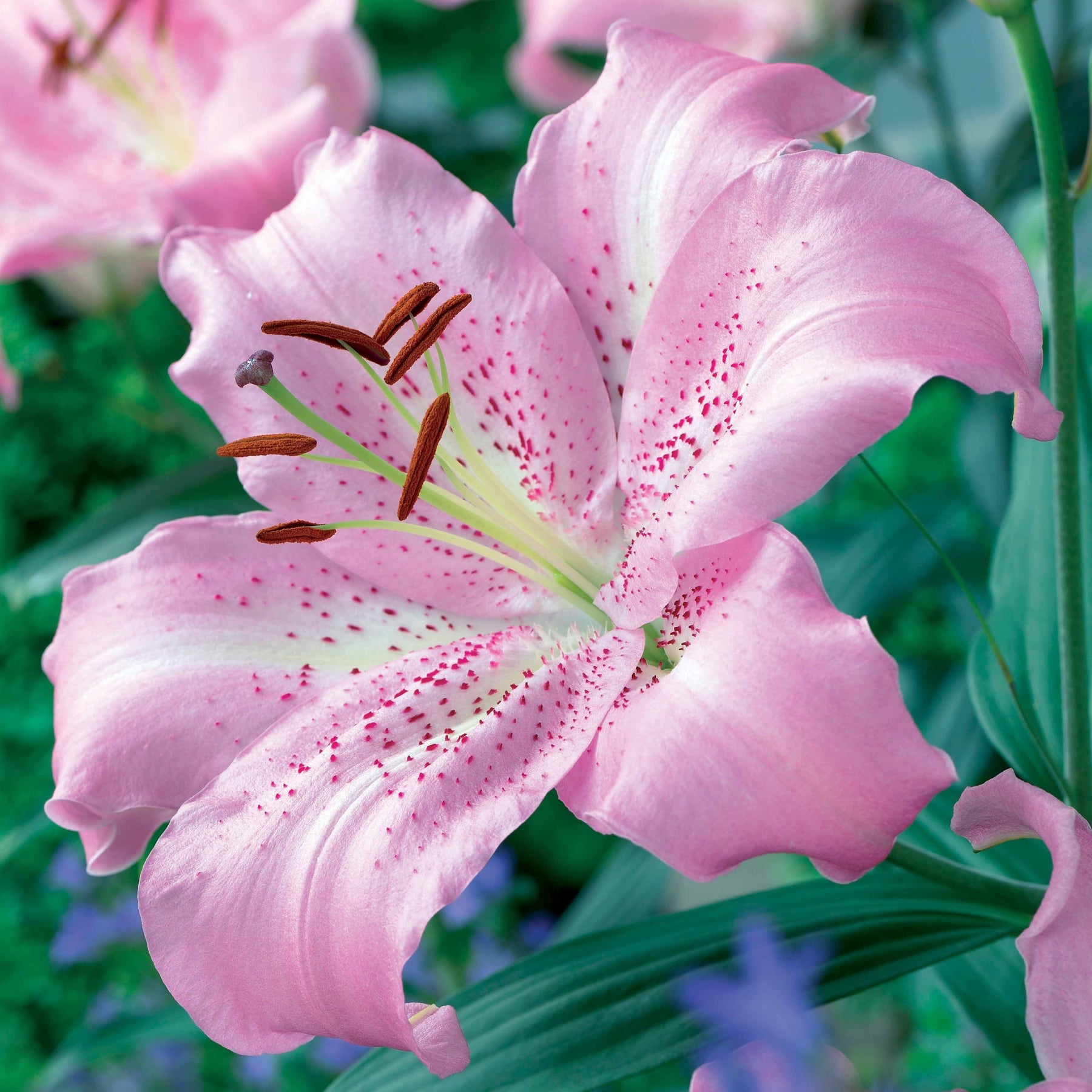 Orientaalse Lelie Josephine (x3) - Lilium orientalis josephine - Willemse