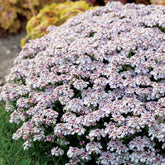 Scheefbloem 'Pink Ice' - Willemse