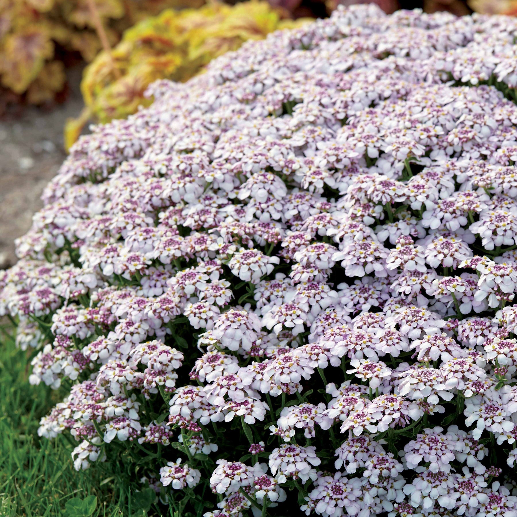 Scheefbloem 'Pink Ice' - Willemse