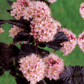 Blaasspirea 'Diabolo' - Willemse
