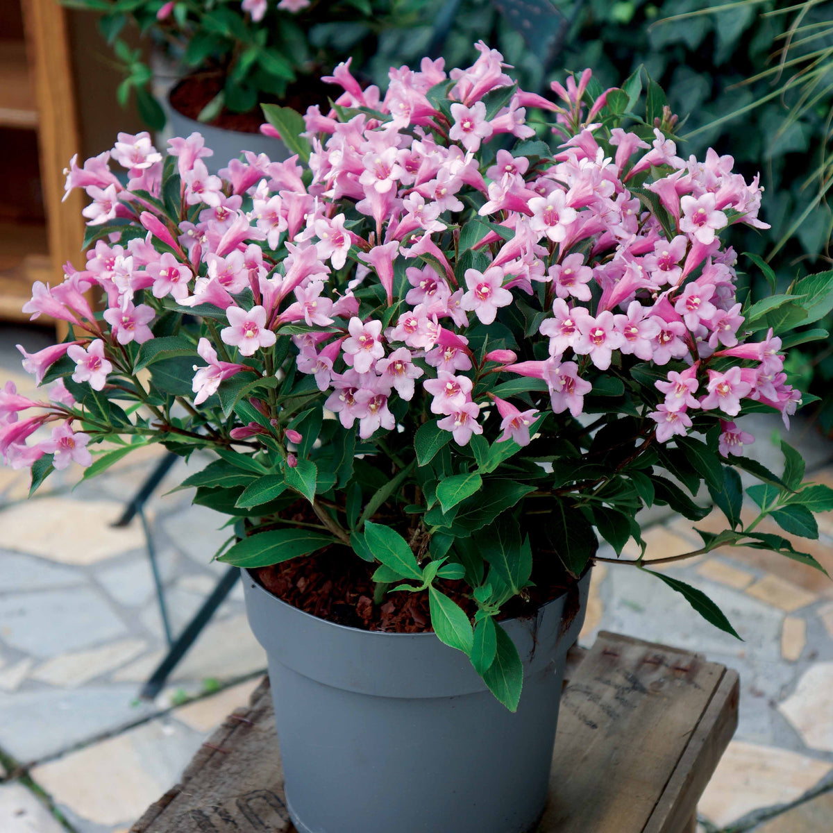 Weigelia 'Pink Poppet' - Willemse