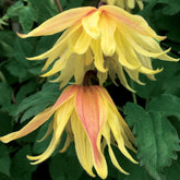 Bosrank 'Amber' - Clematis chiisanensis Amber - Willemse