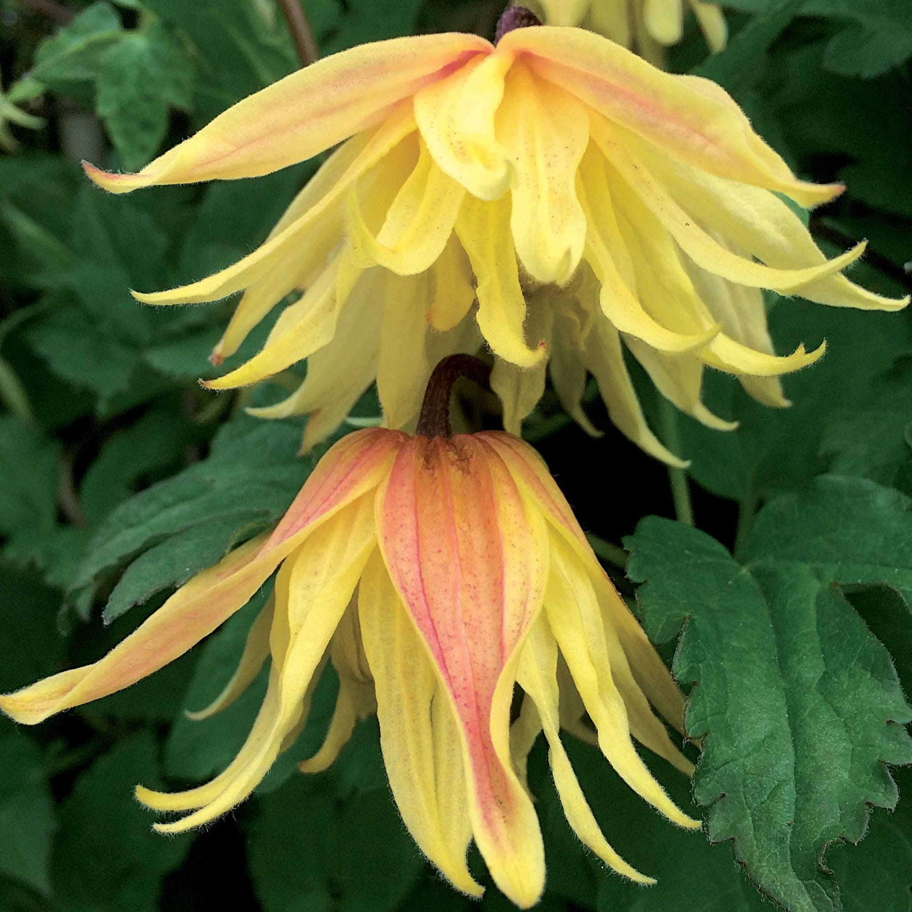 Bosrank 'Amber' - Clematis chiisanensis Amber - Willemse