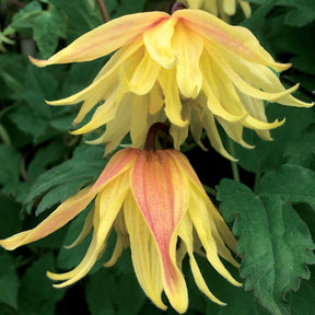 Bosrank 'Amber' - Clematis chiisanensis Amber - Willemse
