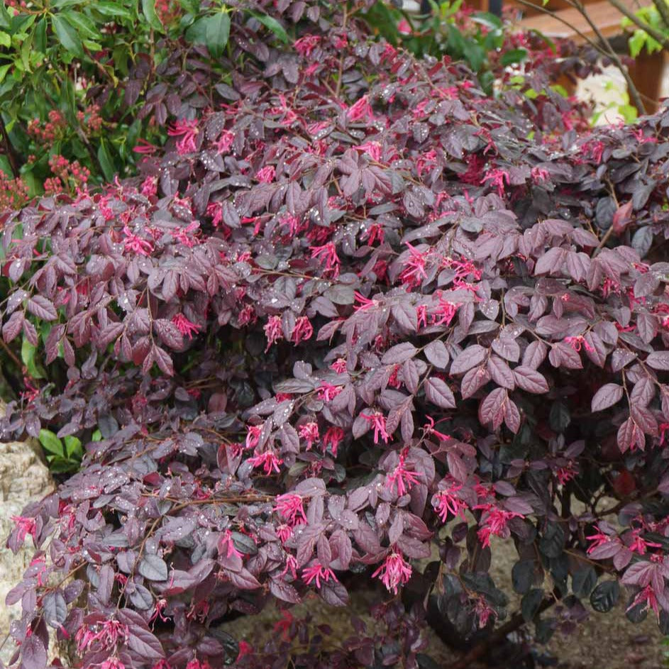 Heksenstruik Black Pearl - Loropetalum chinense black pearl - Terras- en balkonplanten