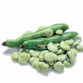 Tuinboon 'Witte Extra Vroeg' - Willemse