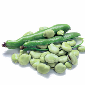 Tuinboon 'Witte Extra Vroeg' - Willemse