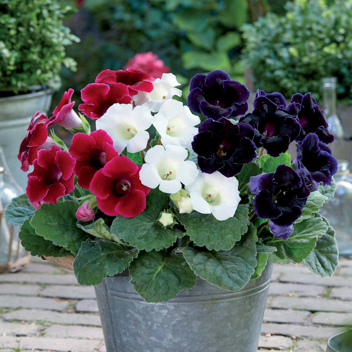 Gloxinia - rood + wit + blauw (x3) - Willemse