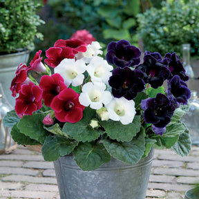 Gloxinia - rood + wit + blauw (x3) - Willemse