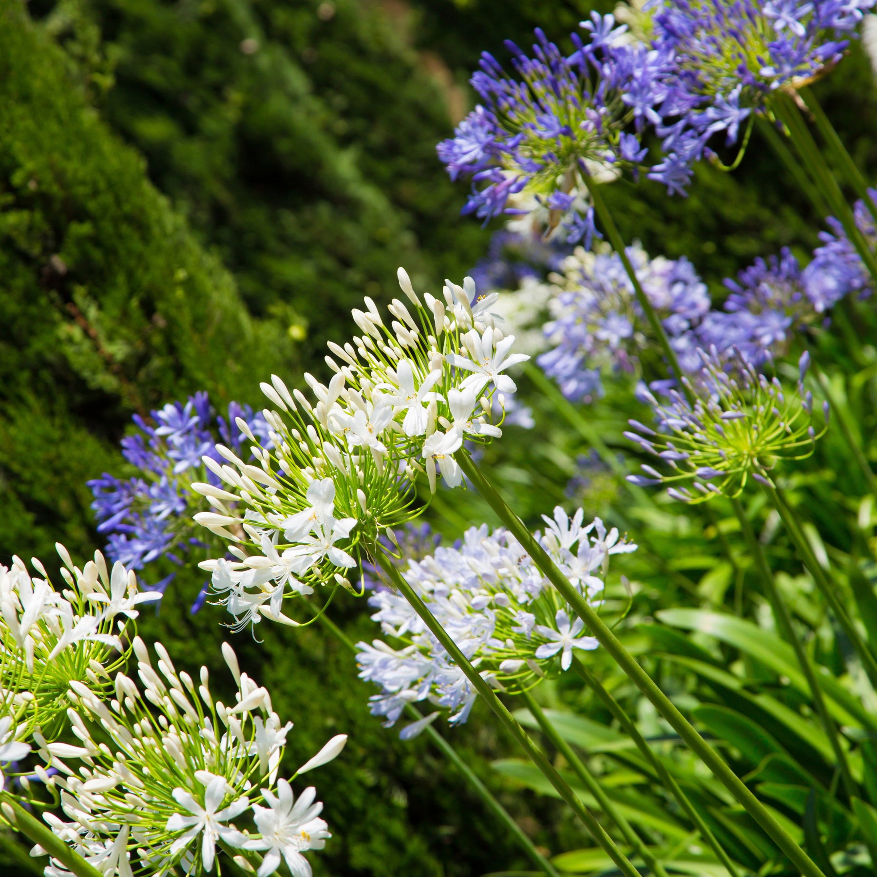 Verkoop Afrikaanse lelie 'Polar Ice' - Agapanthus Polar Ice