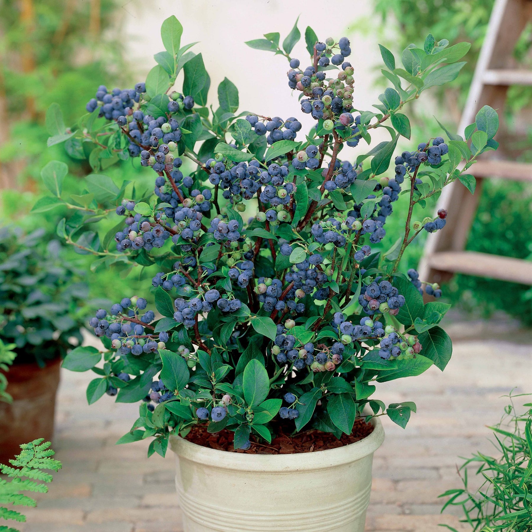 Blauwe bes 'Top Hat' - Vaccinium corymbosum top hat - Willemse