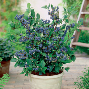 Blauwe bes 'Top Hat' - Vaccinium corymbosum top hat - Willemse