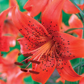 Tijgerlelie 'Red Life' (x3) - Willemse