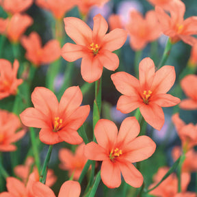 Kaapse tulp - Willemse