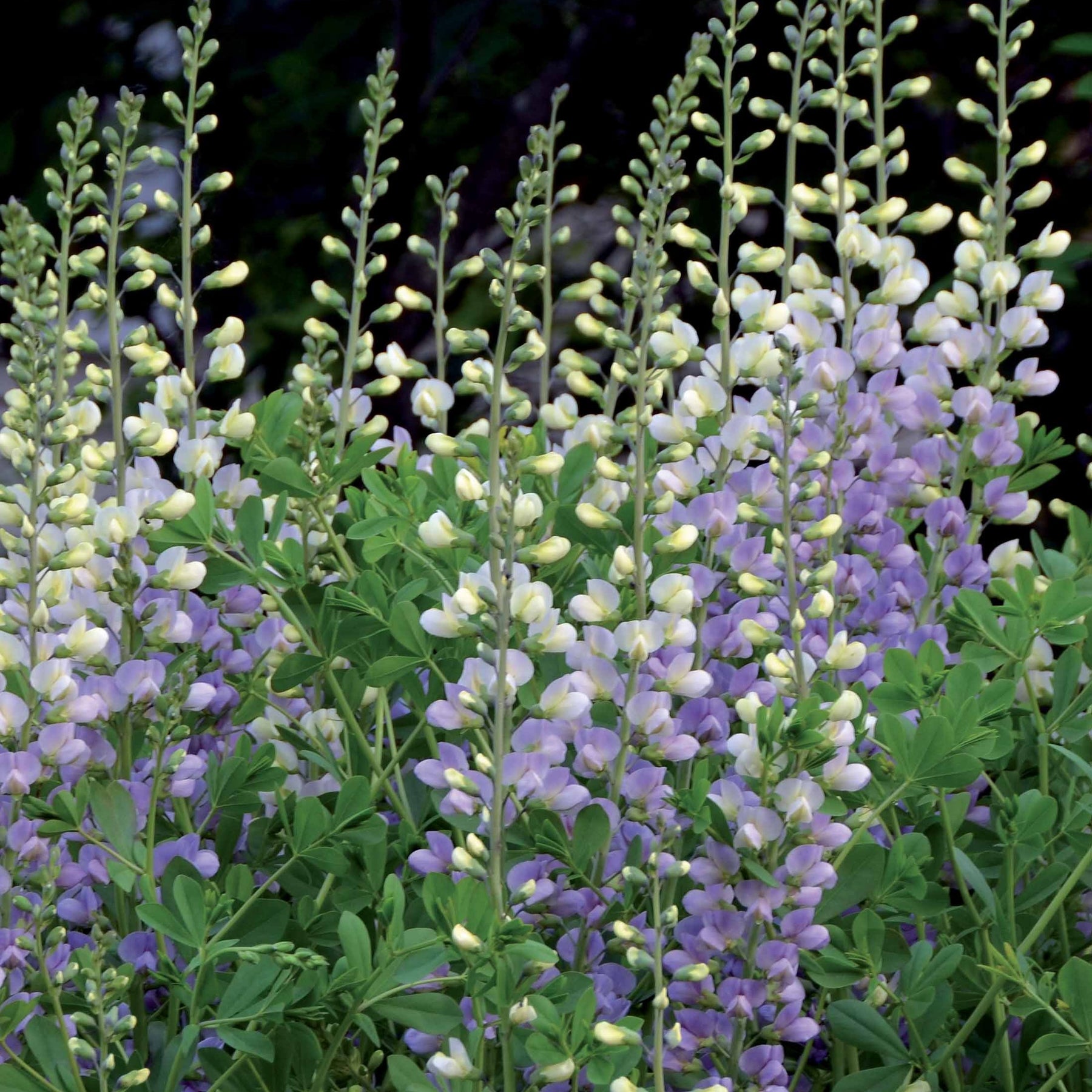 Indigolupine - Baptisia lunar Eclipse - Willemse