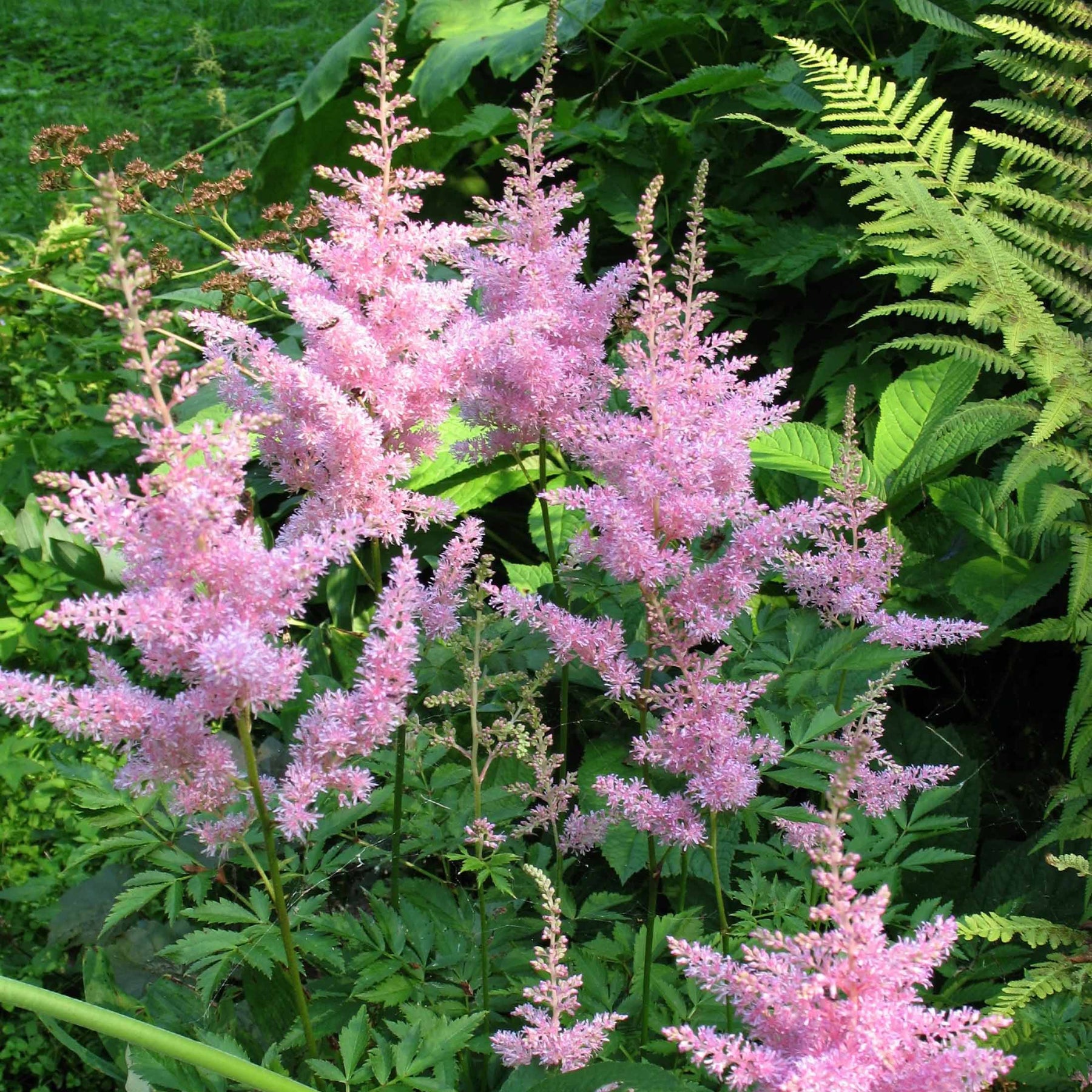Pluimspirea 'New Wave' (x3) - Astilbe new wave - Willemse