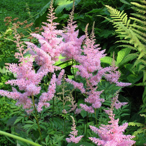Pluimspirea 'New Wave' (x3) - Astilbe new wave - Willemse