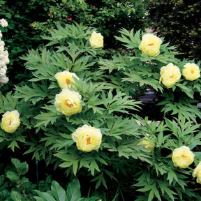 Paeonia itoh bartzella - Pioenroos 'Barzella' - Pioenrozen