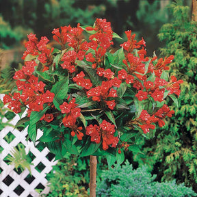 Weigelia 'Bristol Ruby' op stam - Willemse