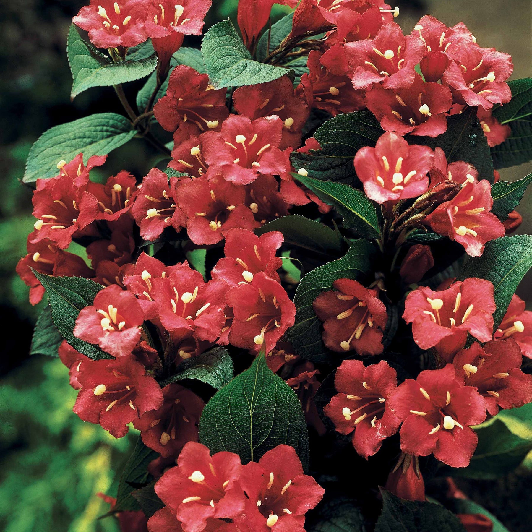 Weigelia 'Bristol Ruby' op stam - Weigela bristol ruby - Willemse