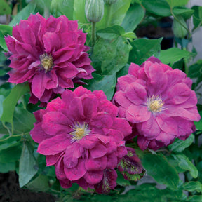 Bosrank Red star - Clematis red star - Willemse