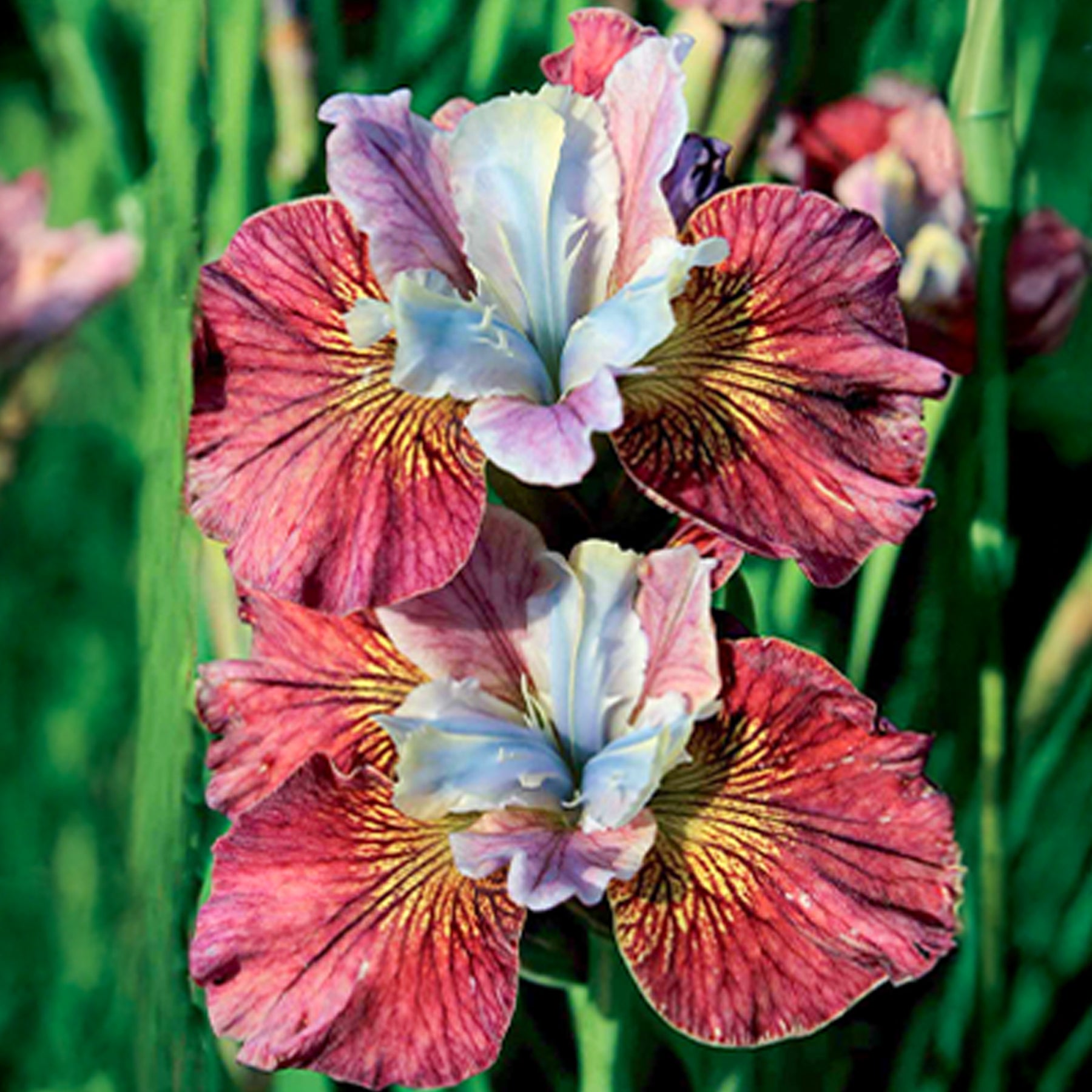 Siberische iris 'Painted Women' (x2) - Iris sibirica painted women - Willemse