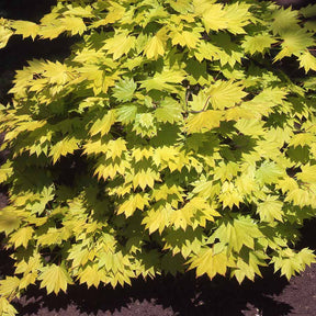 Japanese gele Esdoorn - Acer shirasawanum aureum - Willemse