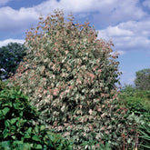 Veder Esdoorn - Acer negundo flamingo - Willemse