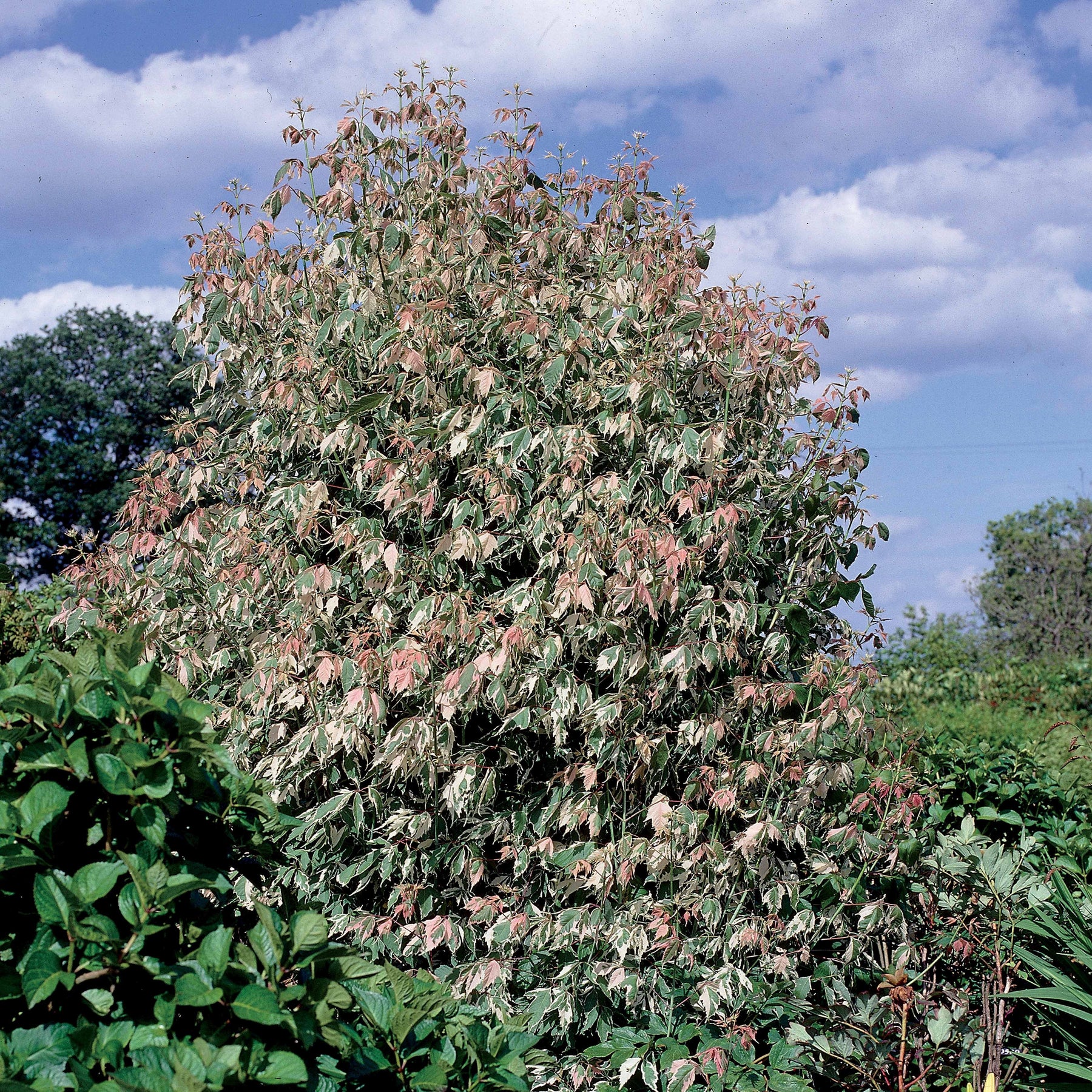Veder Esdoorn - Acer negundo flamingo - Willemse