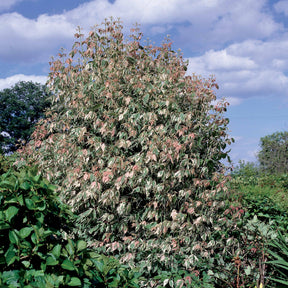 Veder Esdoorn - Acer negundo flamingo - Willemse