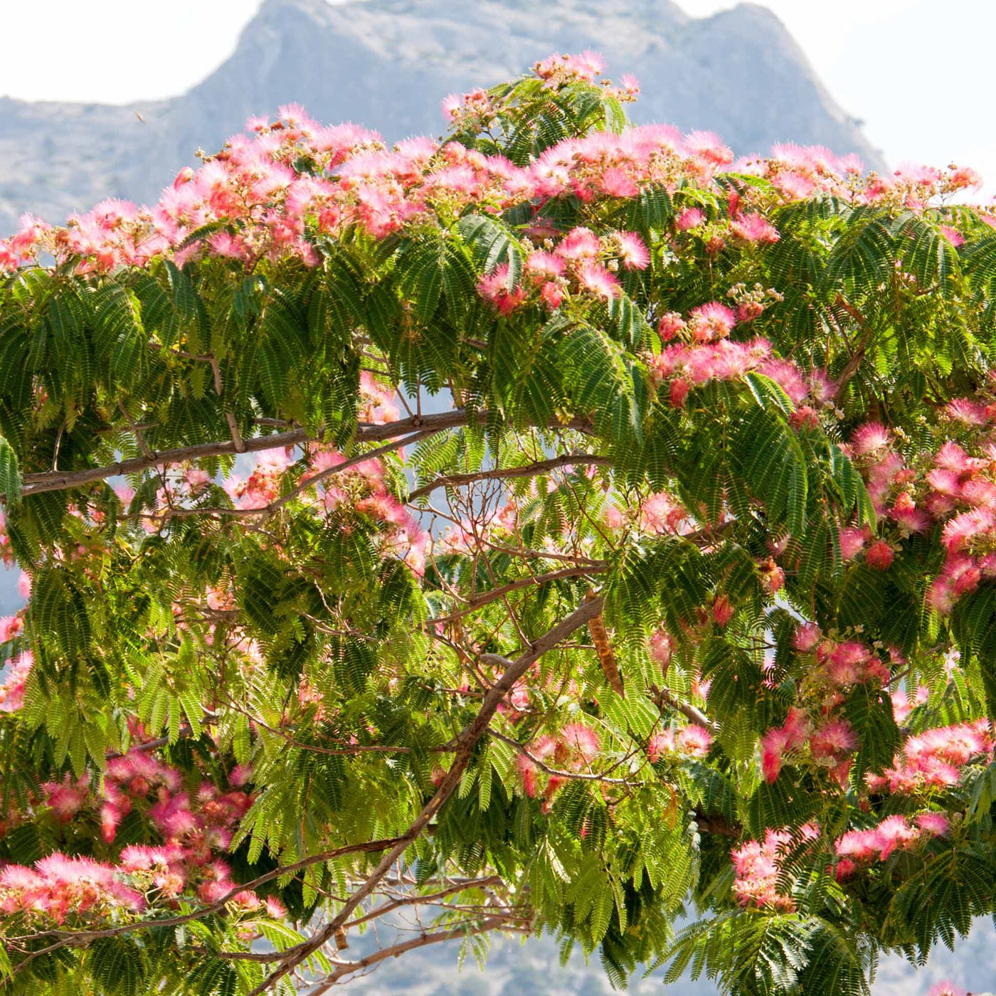 Perzische slaapboom 'Rosea' - Albizia julibrissin rosea - Willemse