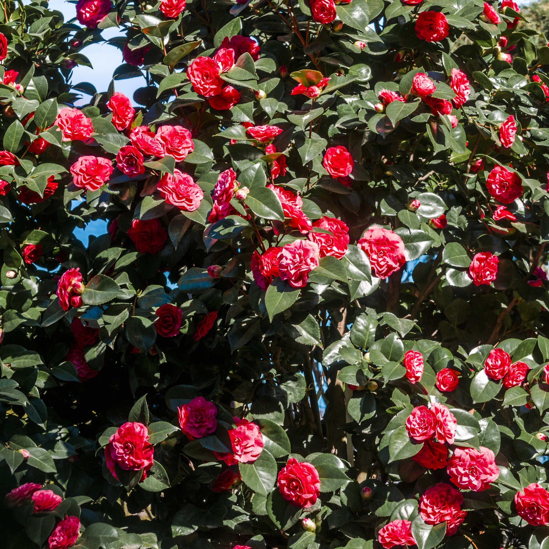 Camellia - Japanse roos - dubbelbloemig - rood - Camellia japonica Lady Campbell