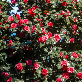 Camellia - Japanse roos - dubbelbloemig - rood - Camellia japonica Lady Campbell