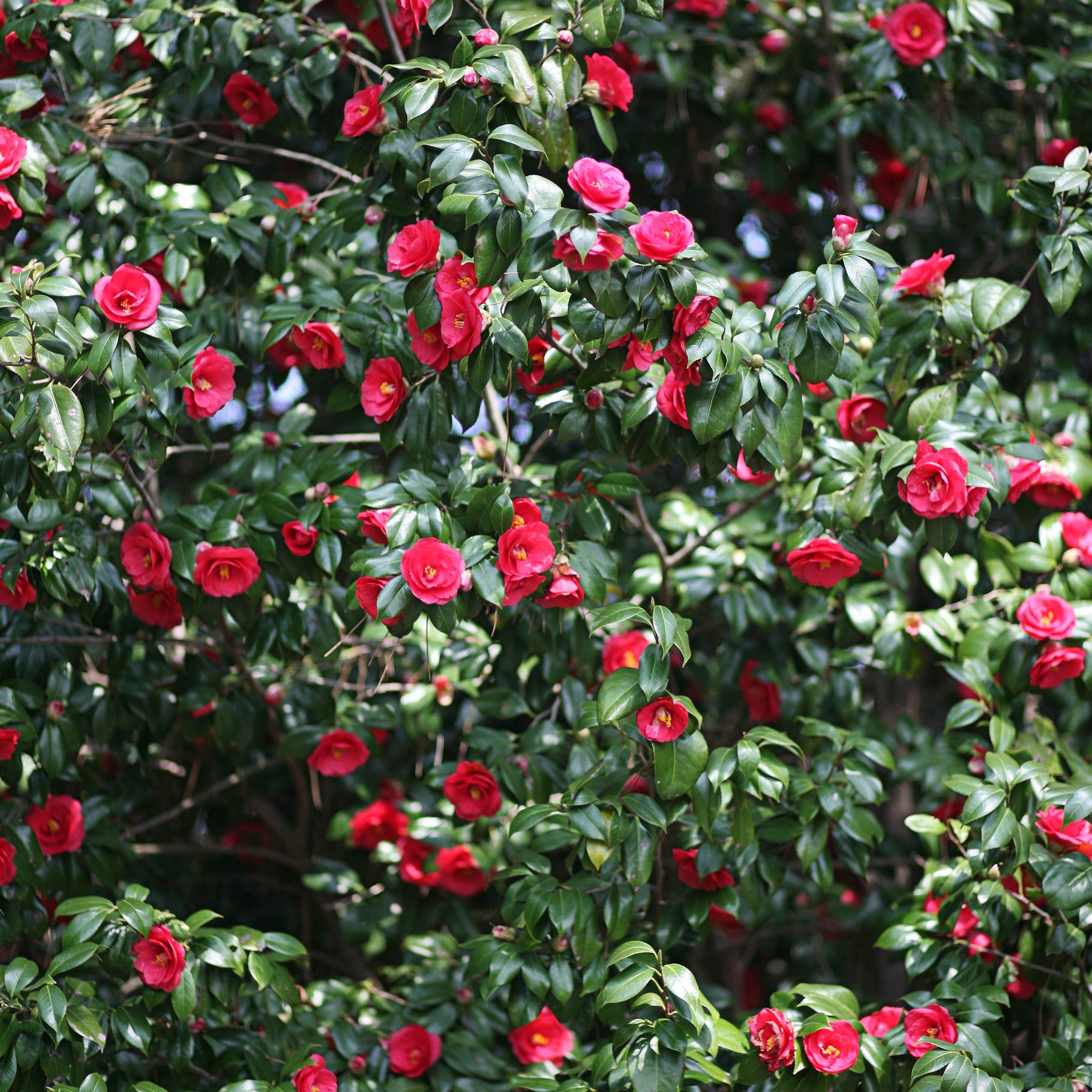 Japanse roos - dubbelbloemig - rood - Willemse