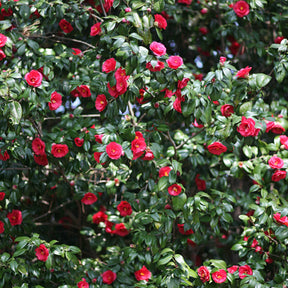 Japanse roos - dubbelbloemig - rood - Willemse