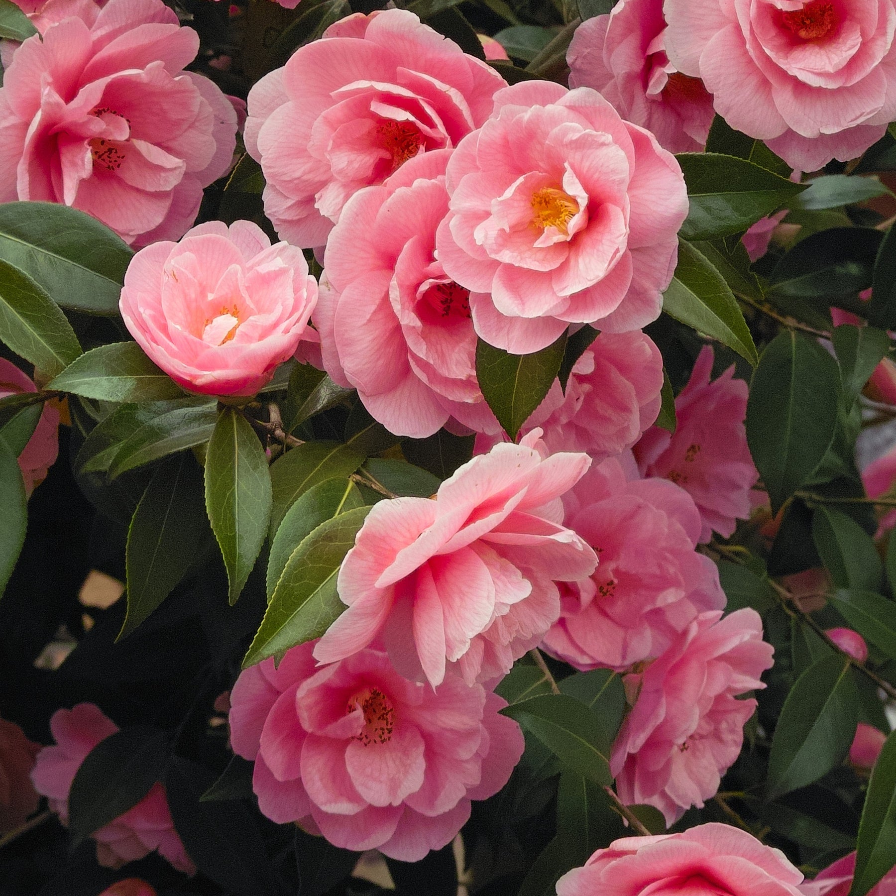 Camellia - Dubbelbloemige Japanse roos - Camellia Mathotiana rosea