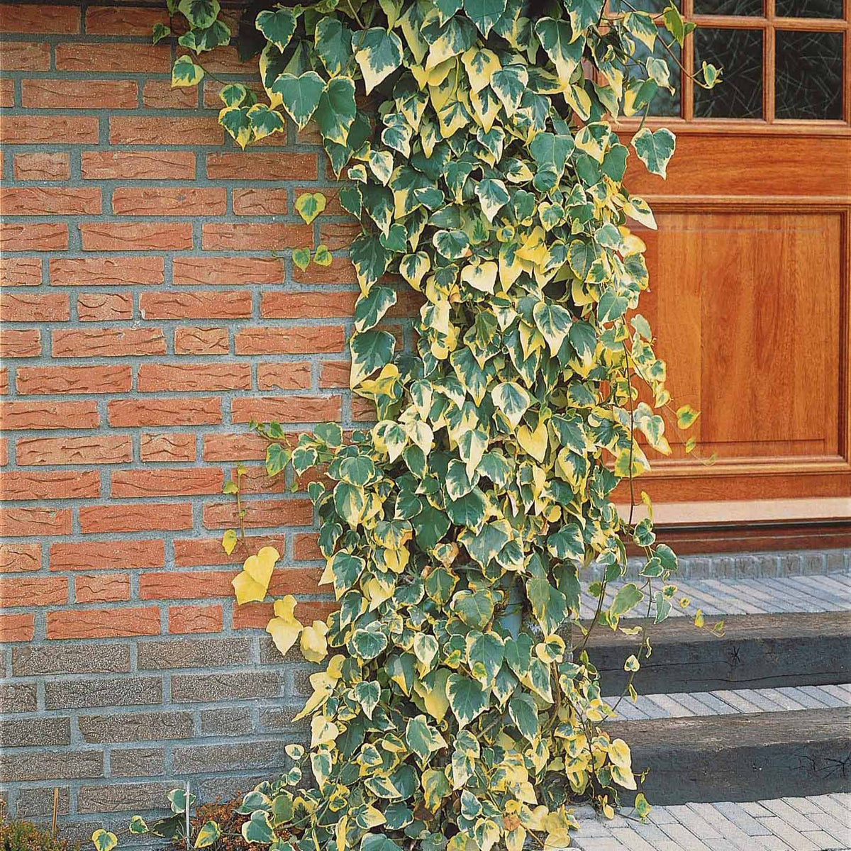 Hedera colchica dentata variegata - Klimop'Dentata Variegata' - Klimop - Hedera