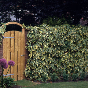 Klimop'Dentata Variegata' - Willemse