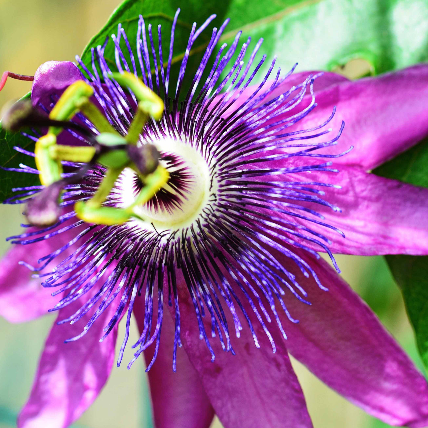 Passiebloem 'Lavender Lady' - Willemse