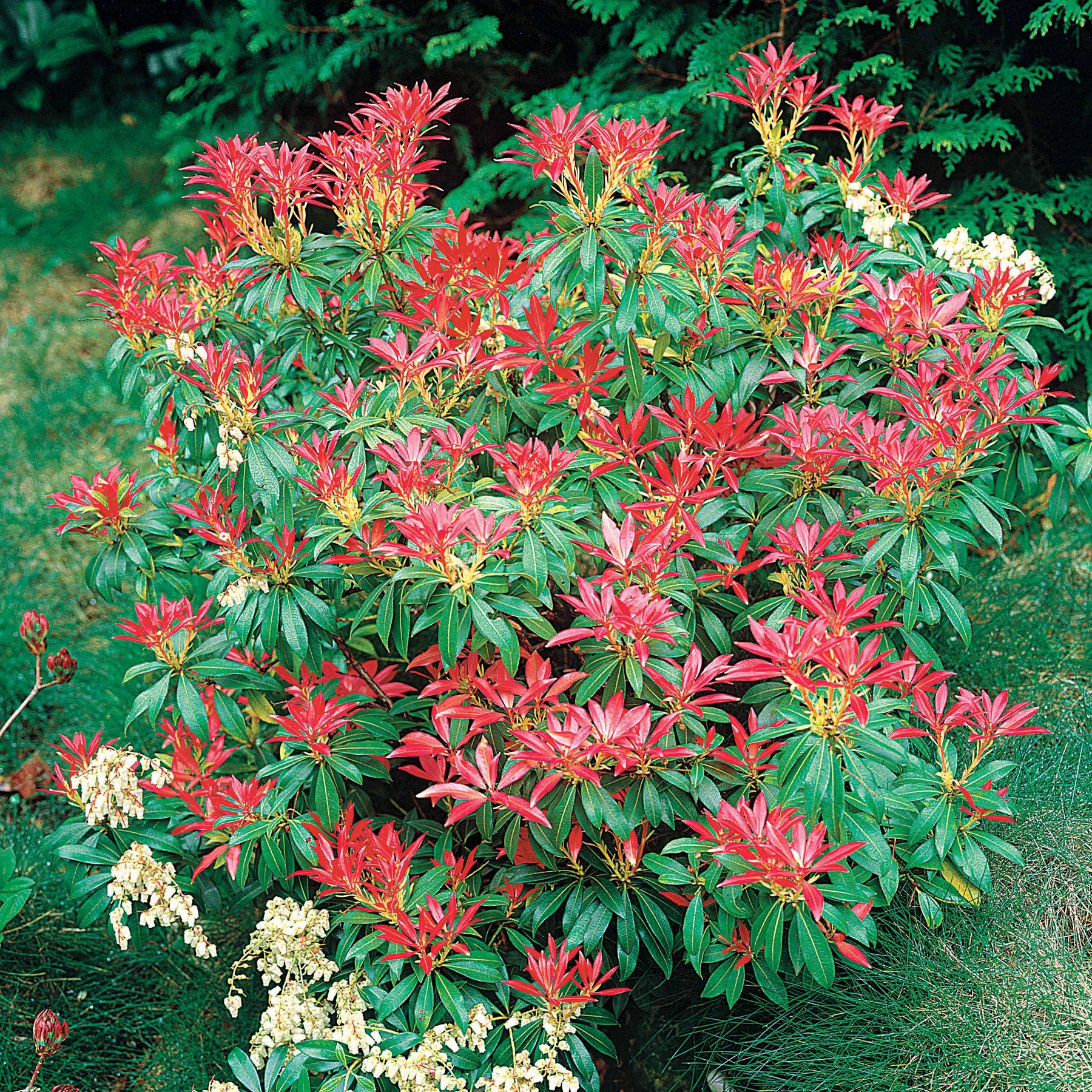 Pieris Forest Flame - Rotsheide 'Forest Flame' - Wintergroene planten