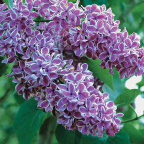 Syringa vulgaris sensation - Sering 'Sensation' - Sering