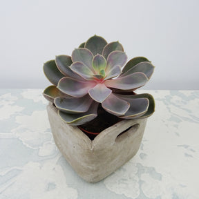 Echeveria Pearl van Neurenberg - Willemse